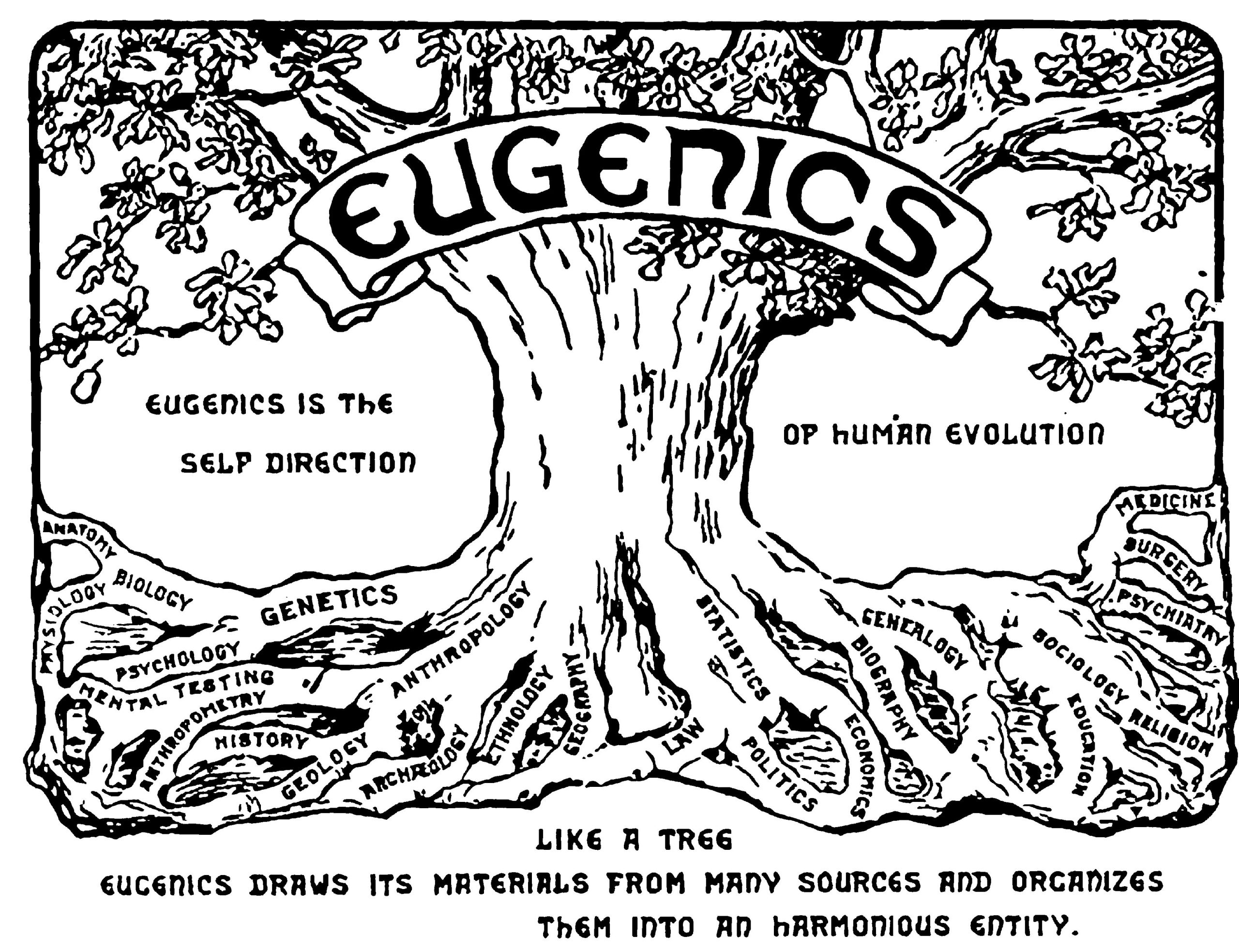 Bilden visar en ritning av ett träd med budskapet: Eugenik är den rätta vägen till människans evolution, precis som ett träd hittar eugenik sin näring från många olika källor och organiserar dem till harmoni. Rötterna, det vill säga källorna, på trädet består av olika vetenskaper till exempel genetik, statistik, psykologi, biologi, medicin med mera.