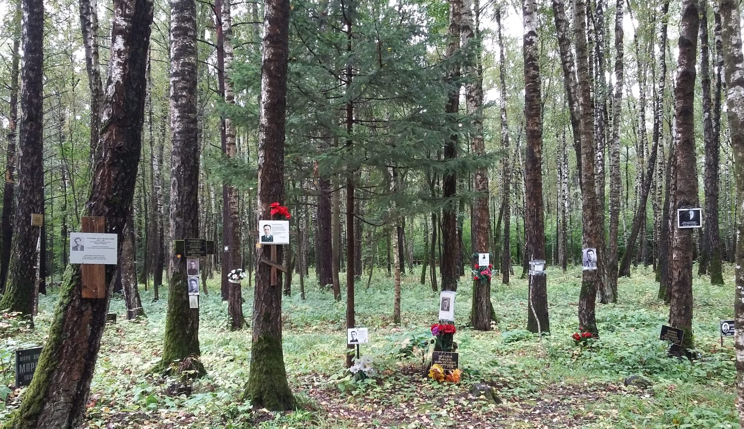 På trädstammar i en skog har skyltar med porträtt av människor satts upp.
