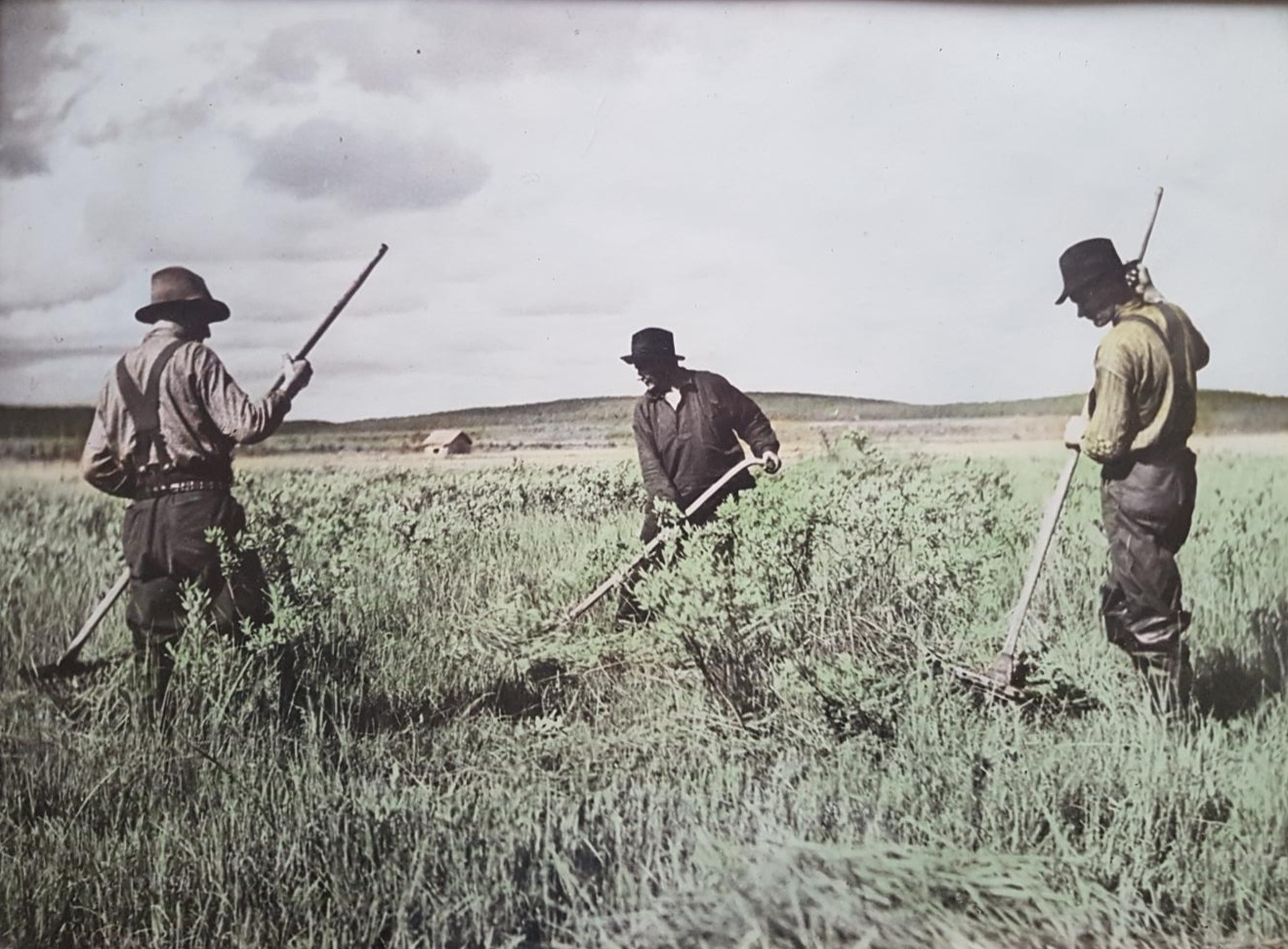 Äldre fotografi av tre män i hatt och hängselbyxor som krattar i lågväxande buskar.